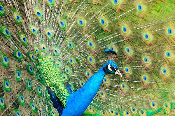 Prachtvoller Pfau — Stockfoto