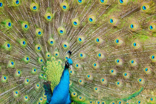 Briljante kleuren van een Pauw — Stockfoto