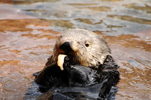 Alimentazione delle lontre marine — Foto Stock