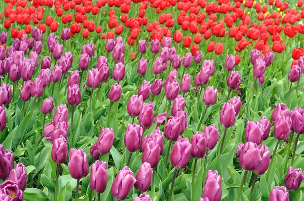 Champs tulipes — Photo