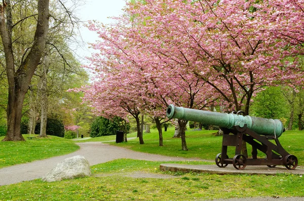 Topu park — Stok fotoğraf