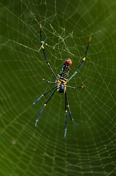 Goldene Spinnennetzspinne — Stockfoto