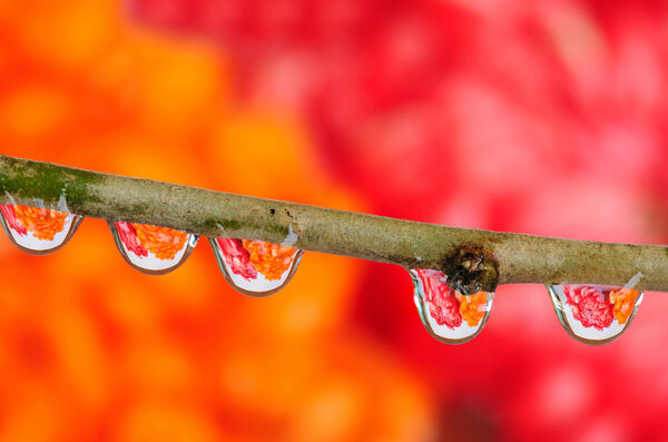 Early morning dew drops
