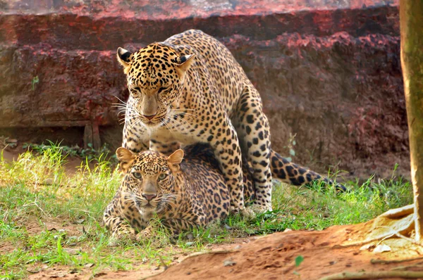 Leopards mating — Stock Photo, Image