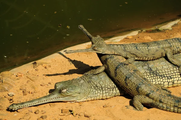 Madre y bebés gaviales — Foto de Stock