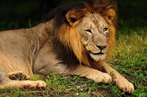 Asiatic Lion male — Stock Photo, Image