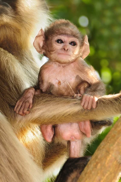 Langur bebé con madre — Foto de Stock