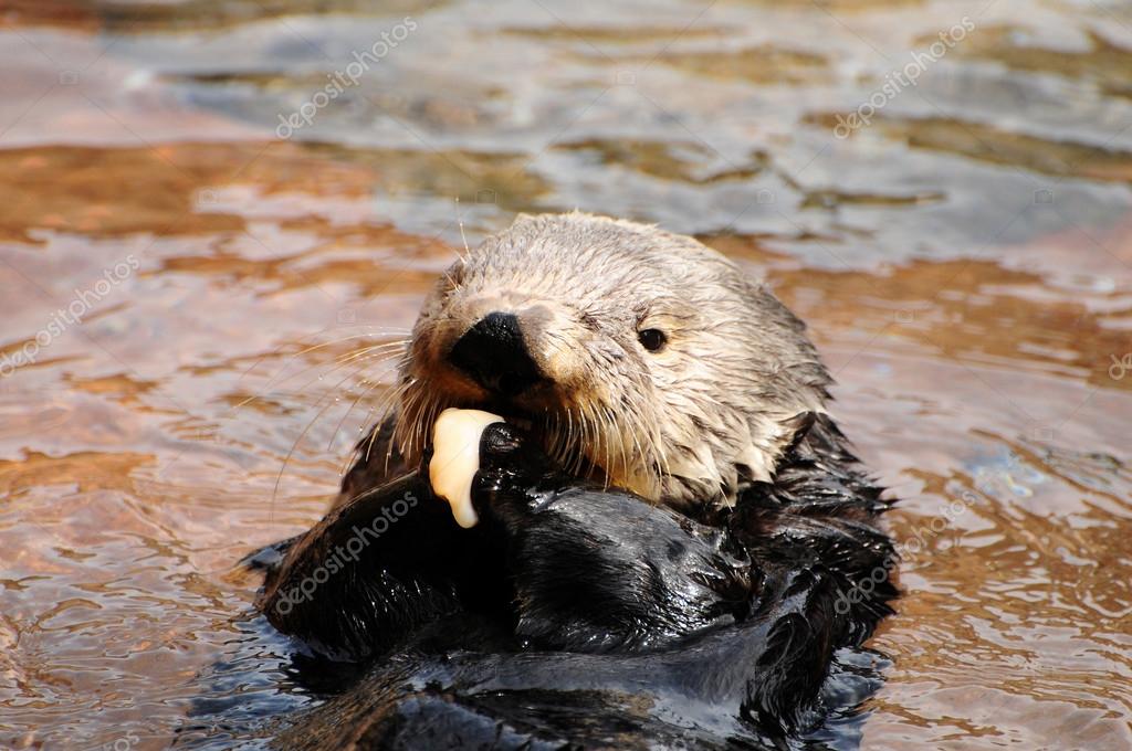 Sea otter feeding — Stock Photo © neelsky #37950419