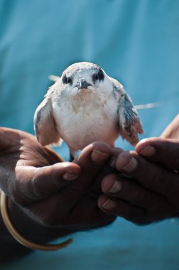 Saving an injured bird clipart