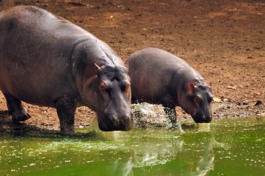 Anne ile Bebek Hippo