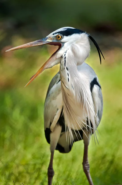 Grey Heron calling — Stock Photo, Image