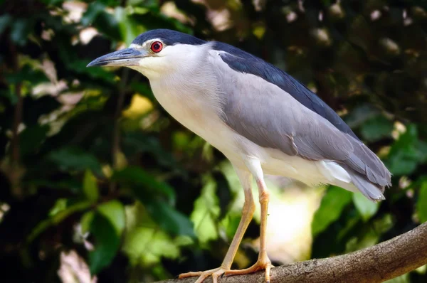 Night Heron — Stock Photo, Image