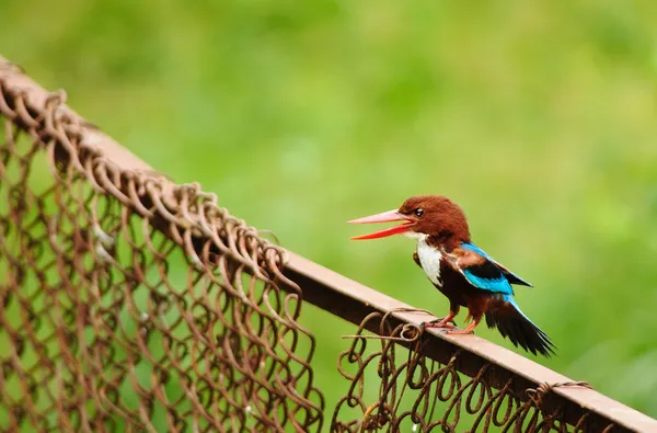 Wit-throated ijsvogel — Stockfoto