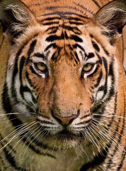 Tiger close up