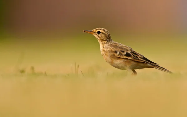 Paddy Field Pipit — Stock Photo, Image