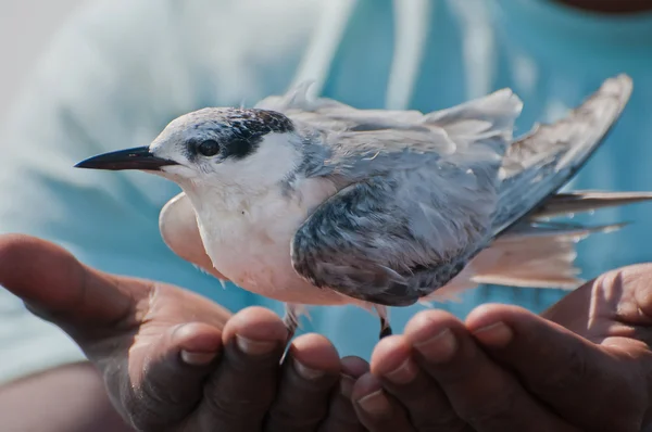 Salvare un uccello, salvare l'ambiente — Foto Stock