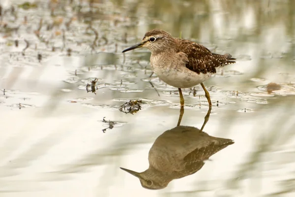 Sandpiper di palude — Foto Stock