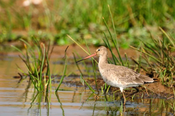 Godwit fishing — Stock Photo, Image