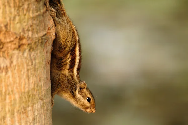 Asiatico chimpunk — Foto Stock