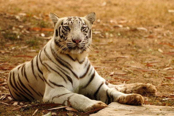 Предупредите Бенгальского тигра — стоковое фото