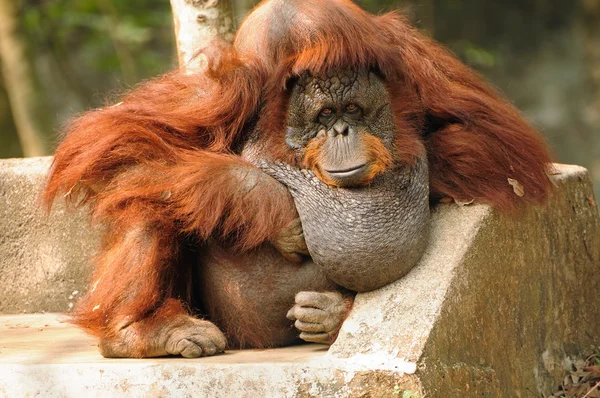 Orang-Utan rastet aus — Stockfoto