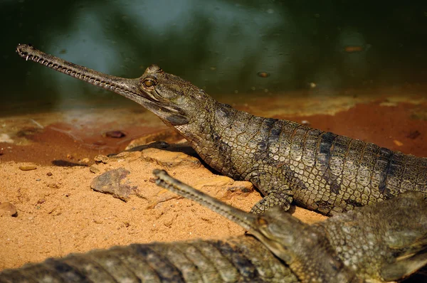 Crocodilo-gavial — Fotografia de Stock