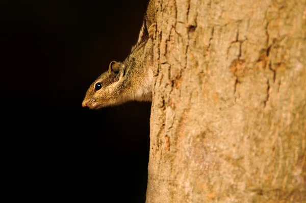 Peek-a-boo — Foto Stock