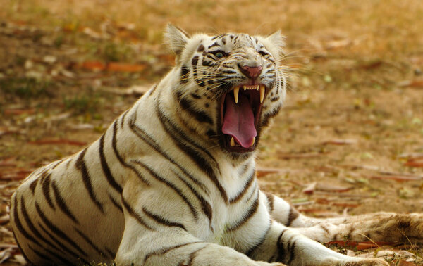 White tiger roaring