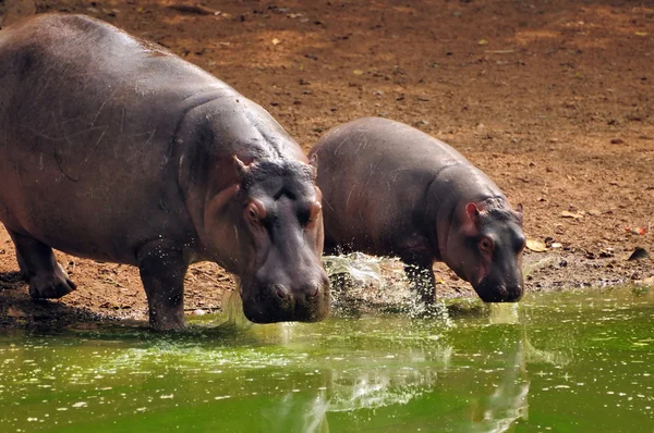 Ippopotamo bambino con madre — Foto Stock