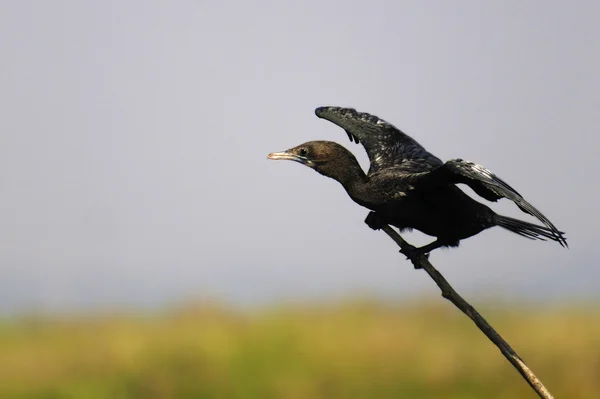 Zwarte Aalscholver — Stockfoto