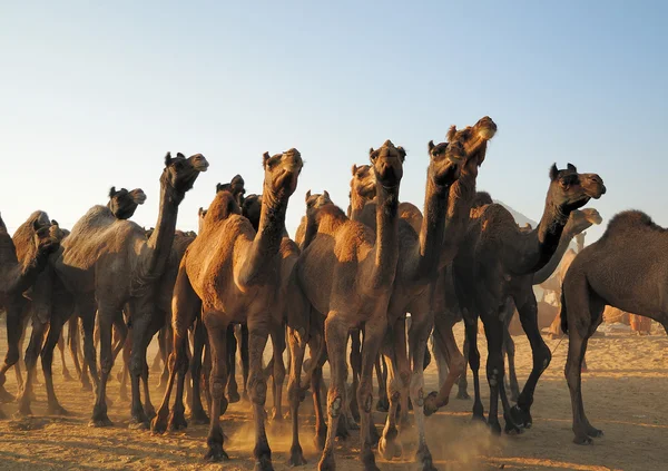 Καμήλα αγέλη — Φωτογραφία Αρχείου