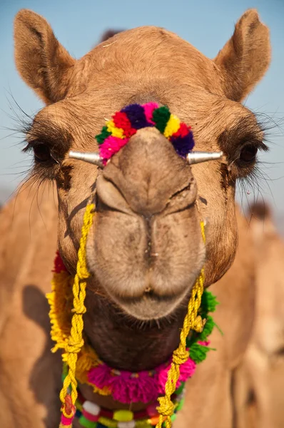 Dekorerad kamel — Stockfoto