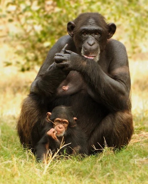 黑猩猩母亲和儿童 免版税图库图片