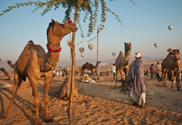 普什卡骆驼公平 图库照片