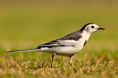 Beyaz kuyruksallayan portre