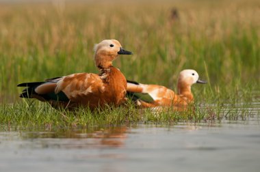 brahminy shelduck çifti