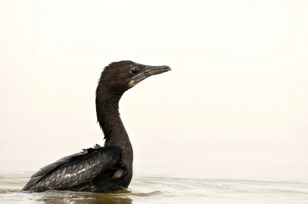 Nuoto di cormorano indiano — Foto Stock