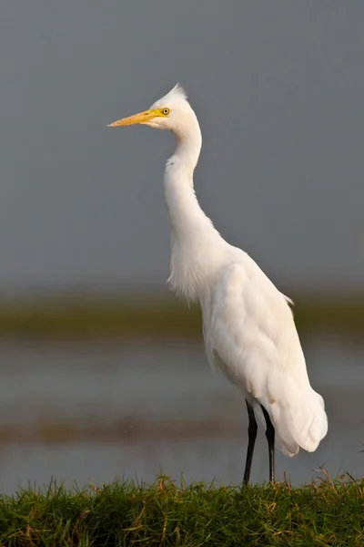 Silberreiher — Stockfoto