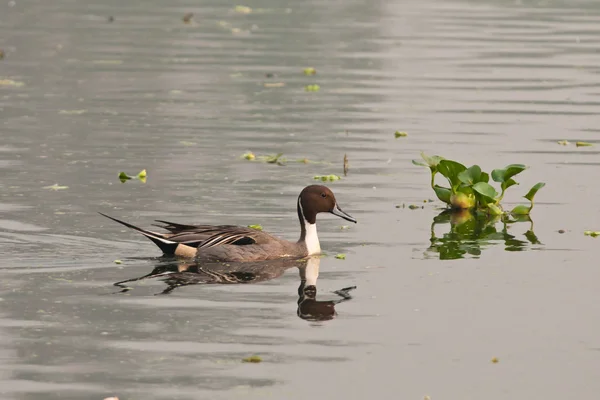 Pintail do Norte — Fotografia de Stock