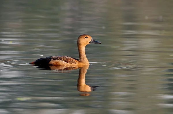 Pato assobiador menor — Fotografia de Stock