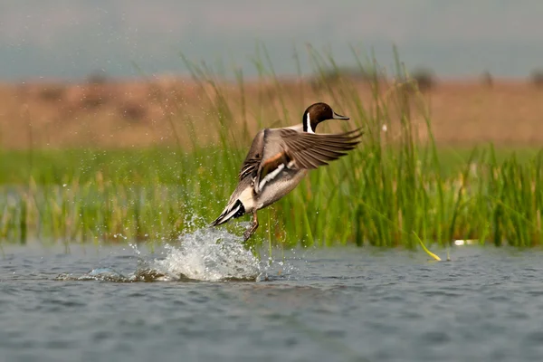 Kuzey pintail başlattı