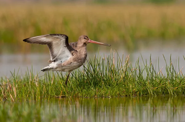 Black tailed Godwit balancing — Stock Photo, Image