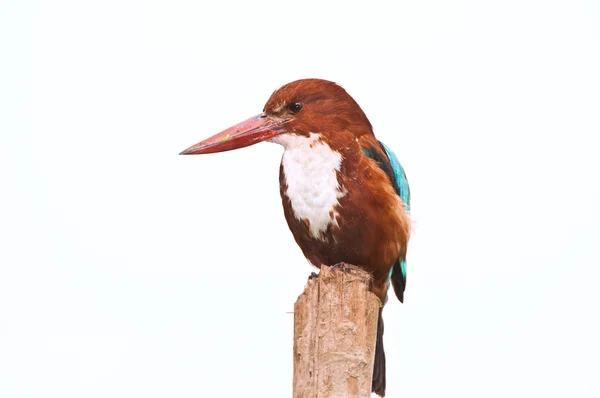 Branco peito Kingfisher — Fotografia de Stock