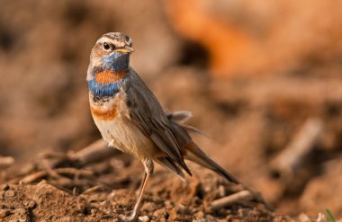 bluethroat portresi