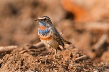 erkek bluethroat ötleğen