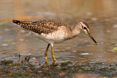 ahşap sandpiper kış tüyleri