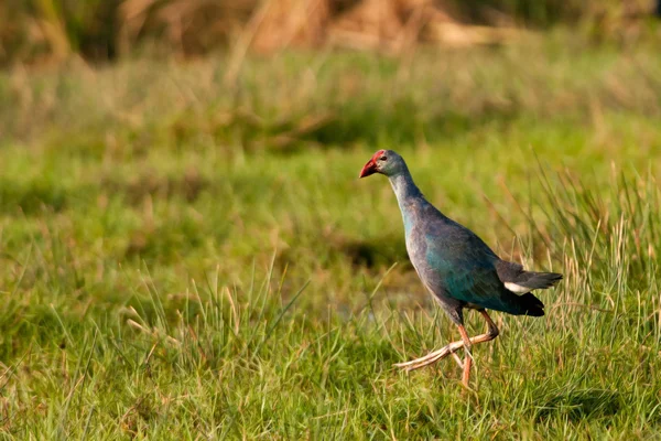 Purple Moorhen — Stock Photo, Image