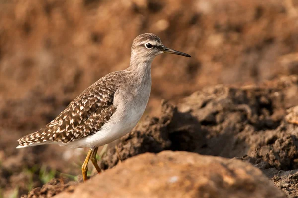 Common wood sandpiper — Stock Photo, Image