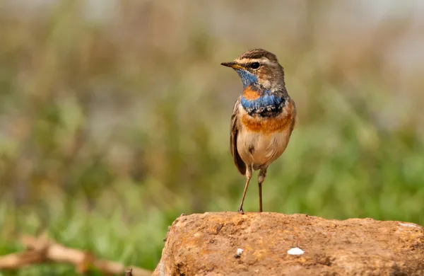 Male Bluethroat warbler — Stock Photo, Image