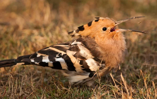 Hoopoe feeding on worm — Stock Photo, Image